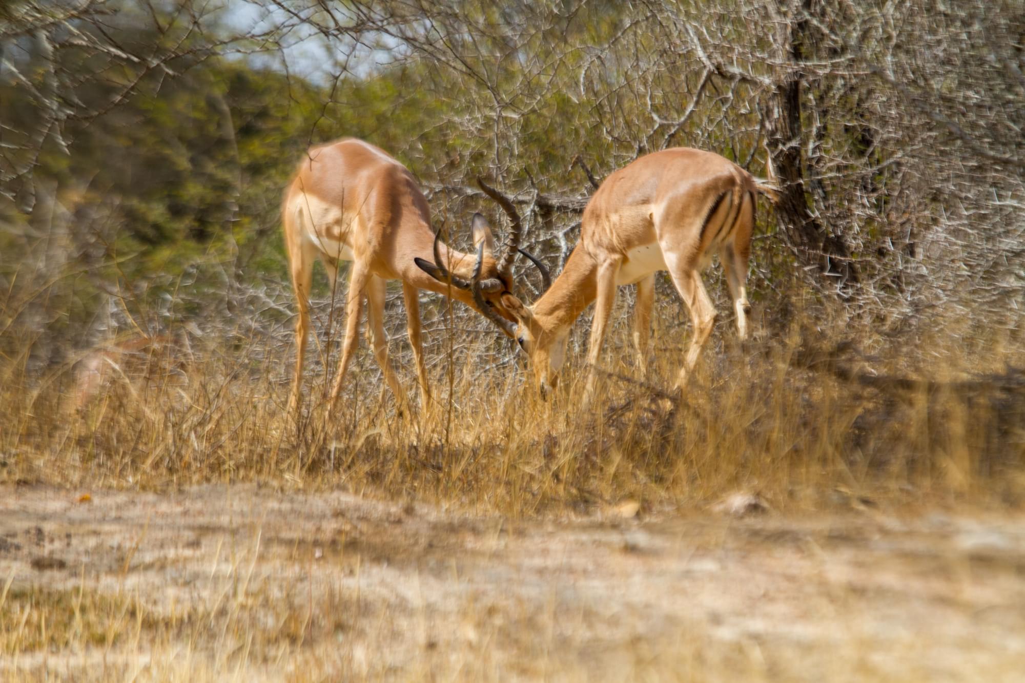 20120728   Sudafrica 0201